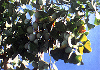 Gingko Biloba Photo