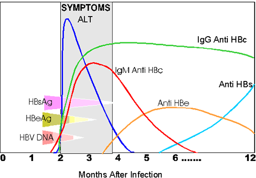 Hep B Infection Chart