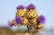 Milk Thistle