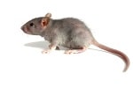 Mouse Hepatitis C Virus