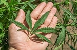 Medicinal Marijuana and Hepatitis C