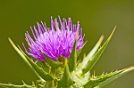 milk thistle research confirms liver benefit