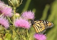 New Study: A Place for Milk Thistle in Hepatitis C Treatment