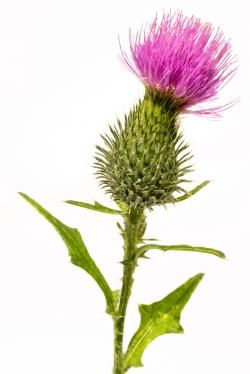 Silybum marianum -milk thistle flower-head isolated on white.