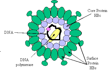 Hepatitis B Virus