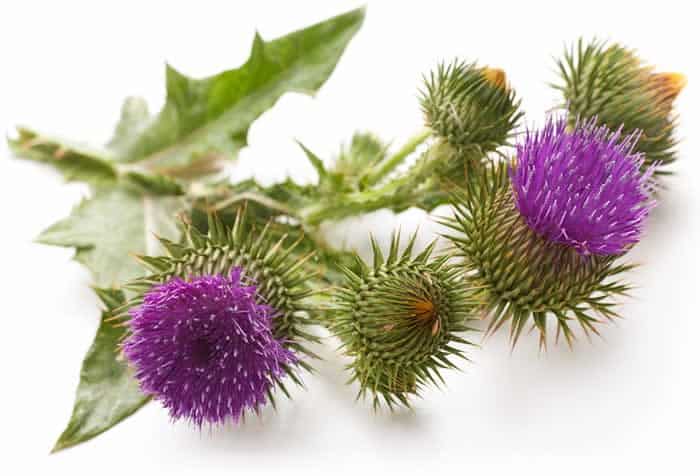 How Milk Thistle Can Help Your Liver
