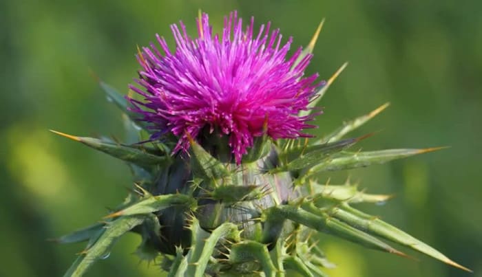 Supplementing with milk thistle is very beneficial to people living with HCV.