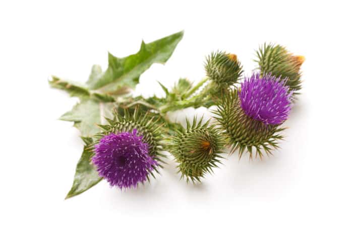 Milk Thistle