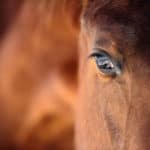 Can Horses Help Us Better Understand the Hepatitis C Virus?