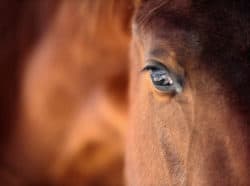 Can Horses Help Us Better Understand the Hepatitis C Virus?