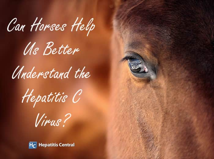 Can Horses Help Us Better Understand the Hepatitis C Virus?